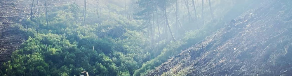 Camino Primitivo (Oviedo - Santiago)